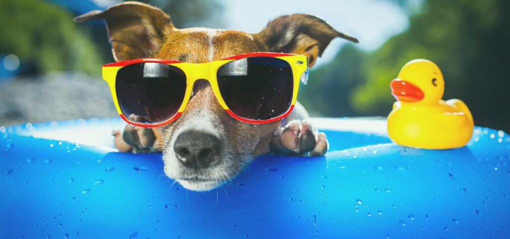 Cachorro usando óculos coloridos na piscina durante o verão, representando cuidados com pets no Carnaval.